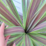 Kordylína austrálska (Cordyline australis) ´CHOCOLATE MINT´ výška: 50-70 cm, C5L (-12°C)